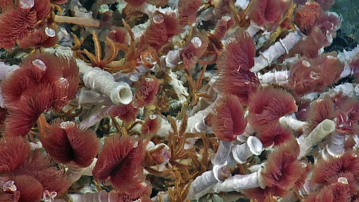 Experimental seabed mining could have catastrophic climate impacts