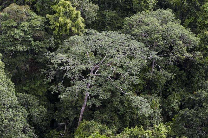 Governor rails against ‘bioterrorists,’ ‘carbon cowboys’ destroying PNG’s forests