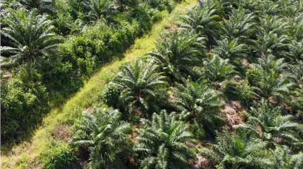 Human rights abuses and bribery taint palm oil produced in Papua New Guinea