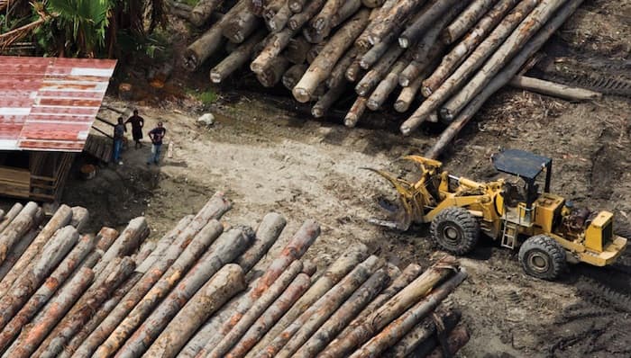 Log tax revenue up despite industry forecasts and global pandemic