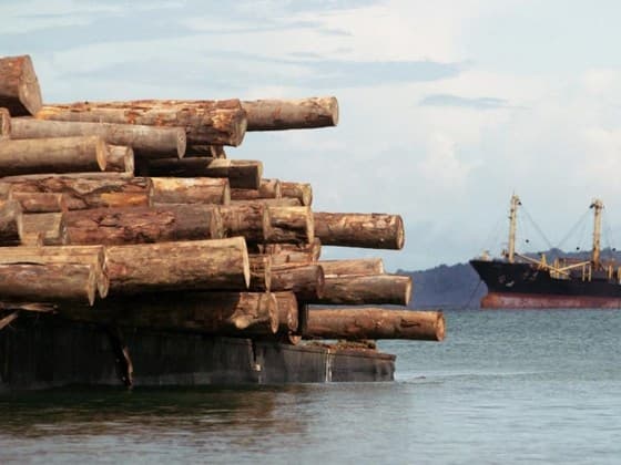 Illegal logging a concern in Ramu