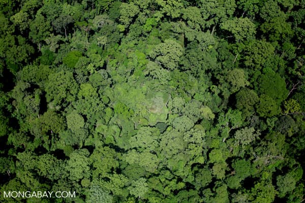 World's largest sovereign wealth fund takes stand against deforestation