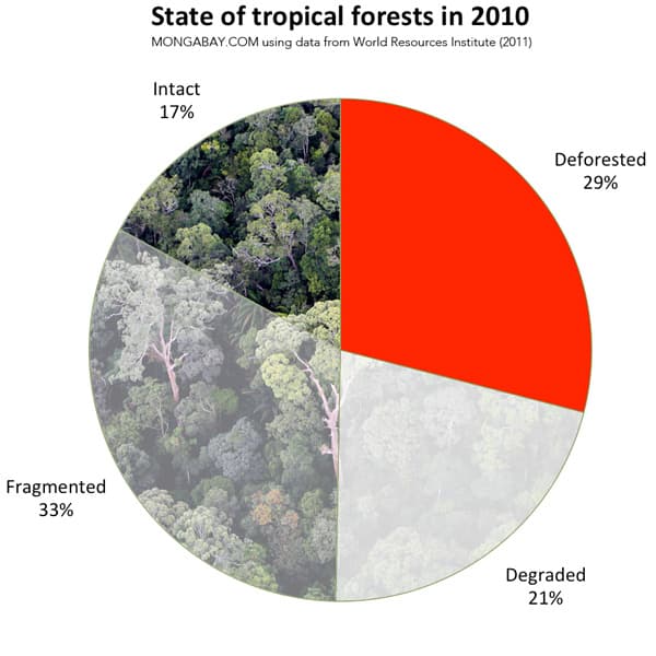 World's largest sovereign wealth fund takes stand against deforestation