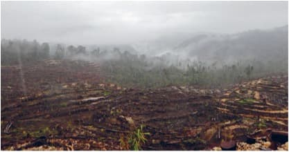 Court orders halt to RH logging operations in controversial Pomio SABL areas